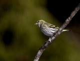 Eurasian siskin