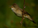 Marsh warbler