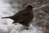 Common blackbird
