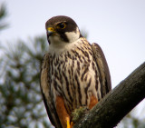 Eurasian hobby