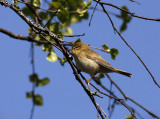 Willow warbler