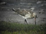 Bar-tailed godwit