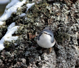 Eurasian nuthatch