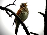 Redwing