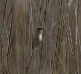 European reed warbler