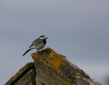 White wagtail