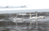 Whooper swan