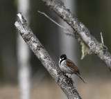 Common reed bunting
