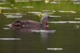 Red-throated loon