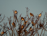 Snow bunting