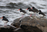 Eurasian oystercatcher