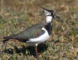 Northern lapwing