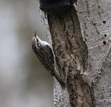 Eurasian treecreeper