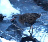 Water rail