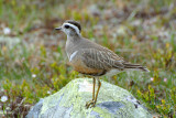Eurasian dotterel