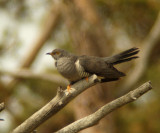 Common cockoo
