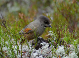 Siberian jay