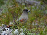 Siberian jay