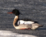 Red-breasted merganser