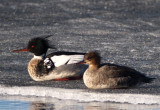 Red-breasted merganser