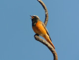 Central asiatic black redstart