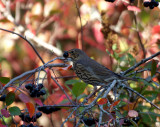 Song thrush