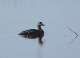 Common eider