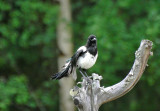 Common magpie