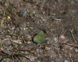 Grönsnabbvinge (Callophrys rubi)