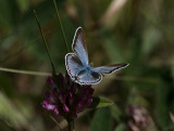 Hedblåvinge (Plebejus idas)
