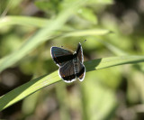 Puktörneblåvinge (Polyommatus icarus)