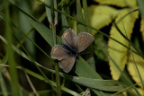 Silverblåvinge (Polyommatus amandus)