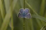 Silverblåvinge (Polyommatus amandus)