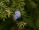 Tosteblåvinge (Celastrina argiolus)female
