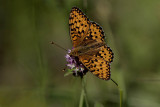 Ängspärlemorfjäril (Argynnis aglaja)