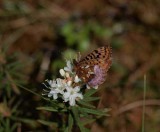 Friggas pärlemorfjäril (Boloria frigga)