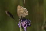 Luktgräsfjäril (Aphantopus hyperantus)