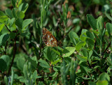 Myrpärlemorfjäril (Boloria aquilonaris)
