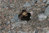 Nässelfjäril (Aglais urticae)
