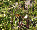 Pärlgräsfjäril (Coenonympha arcania)
