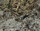 Sandgräsfjäril (Hipparchia semele)
