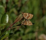Skogsnätfjäril (Melitaea athalia