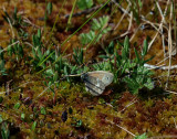 Starrgräsfjäril (Coenonympha tullia)