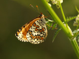 Ängsnätfjäril (Melitaea cinxia)