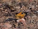 Silversmygare (Hesperia comma)
