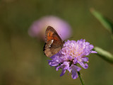 Skogsgräsfjäril (Erebia ligea)