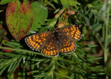 Skogsnätfjäril (Melitaea athalia)