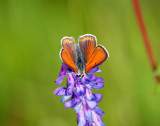 Violettkantad guldvinge (Lycaena hippothoe)male