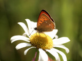 Vitfläckig guldvinge (Lycaena virgaureae)male