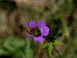 Svartfläckig glanssmygare (Carterocephalus silvicola)